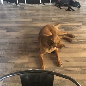 Meet your Posher, Tanner